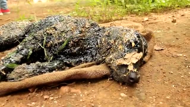 Vuelven a la vida a un perro "petrificado" en India