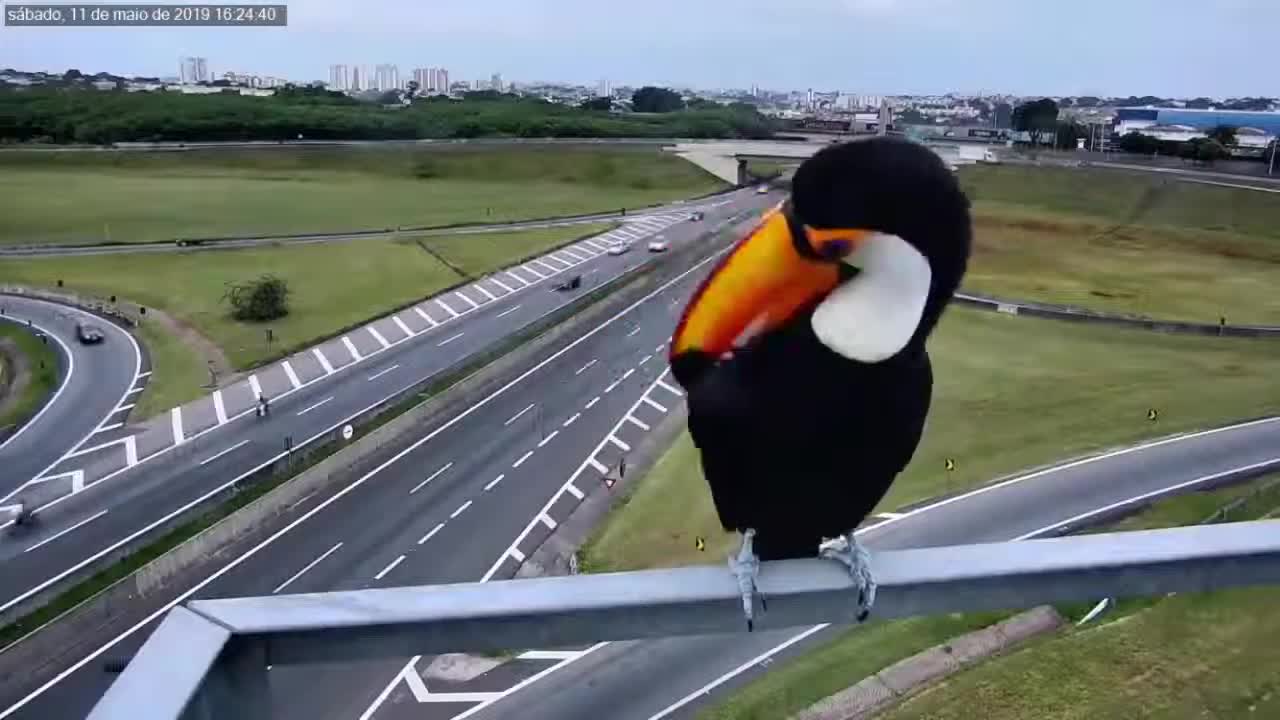 Toucan is spotted in front of a highway monitoring camera and still poses.