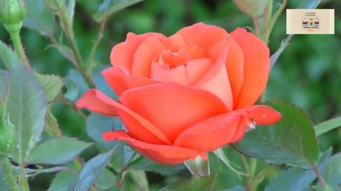 His rose is blooming