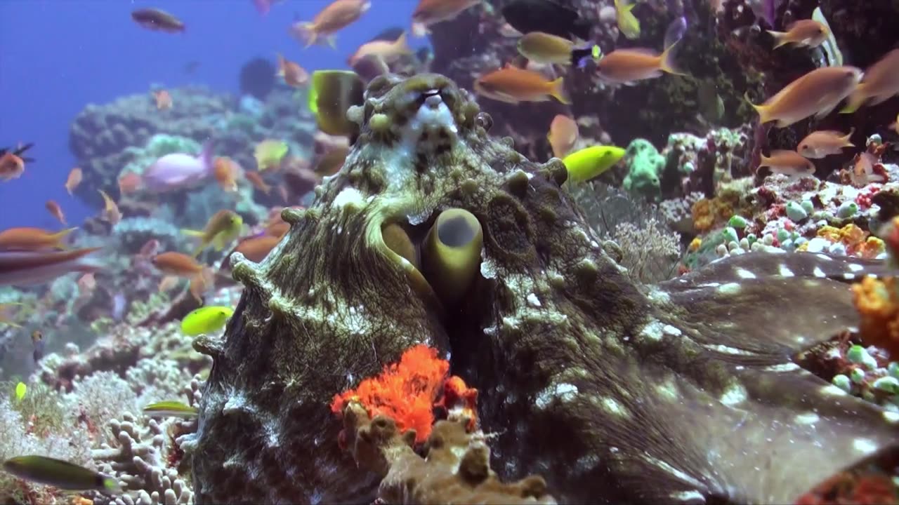 Octo-Facts: 7 Unusual Secrets About the Octopus