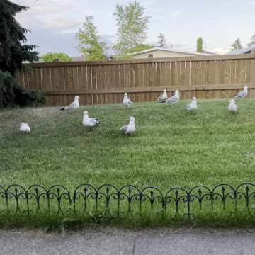 Seagulls in my back yard garden 🪴