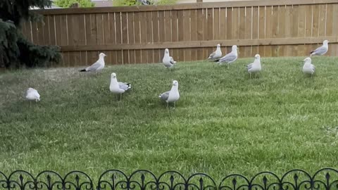 Seagulls in my back yard garden 🪴
