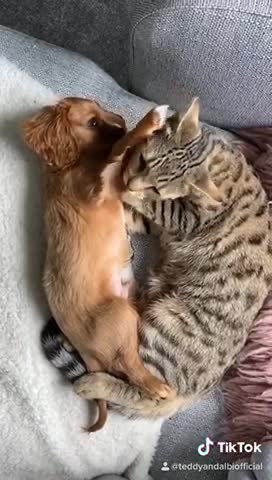 Cat grooms puppy