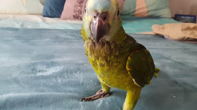 Baby Blue Fronted Amazon video 2