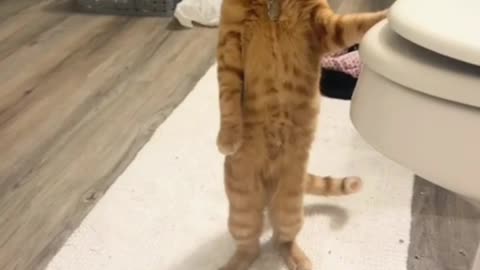 Funniest pets😁😁