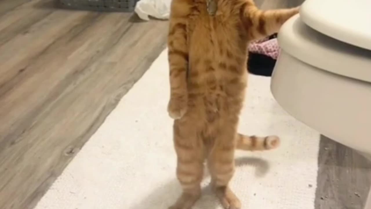 Funniest pets😁😁