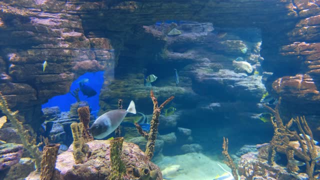 Wonders in the sea.11