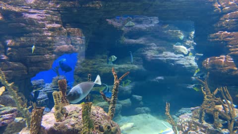 Wonders in the sea.11