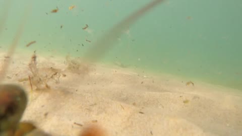Big lobster in deffense on a sandy ocean floor bottom