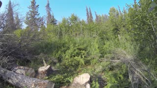 Dangerous situation while felling trees