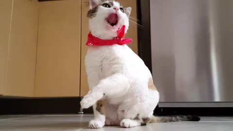 Cat lovingly licks his paw, just for you