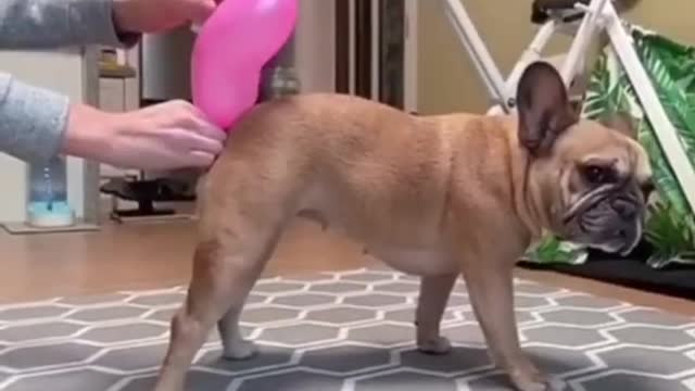 Puppy Helping his owner to filling air in balloon๐๐๐