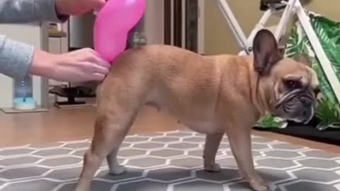 Puppy Helping his owner to filling air in balloon😂😂😂