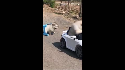 Funny and Entertaining Videos