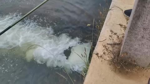 school of fish under water