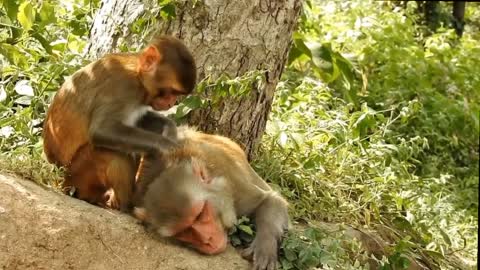Cute mother monkey cute 🥰 monkey 🐒🐒🐒🐒 #rumble