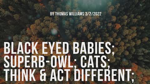 Black eyed babies; Superb-Owl; Cats; THInk & Act Different;
