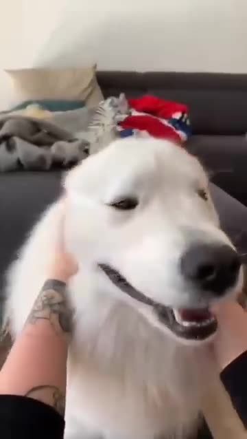 cute dog - ♥ baby dog - 🐕 - cute and funny dog videos