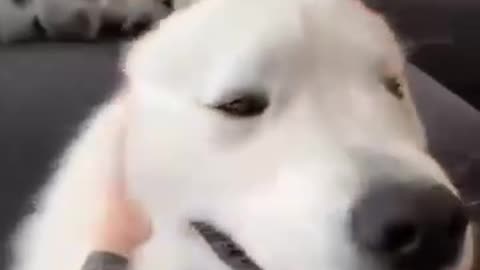 cute dog - ♥ baby dog - 🐕 - cute and funny dog videos