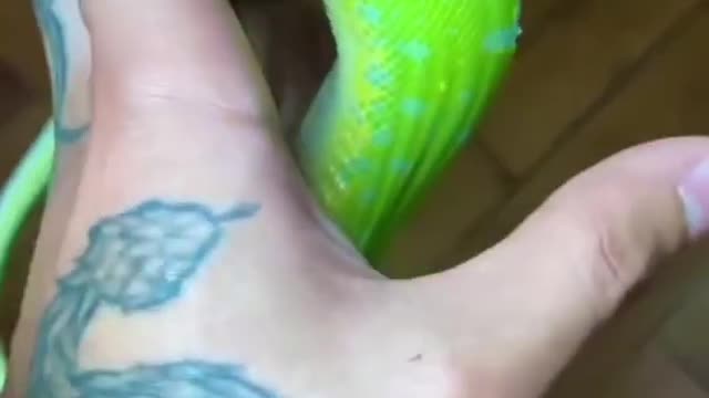 Unic snake | animal lover