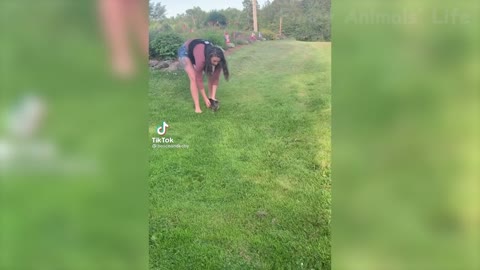 Funny Animals