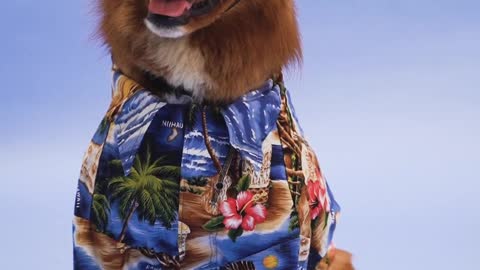Dog wear Sun Glass 🤣👆🏻 Very Funny Video.