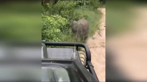 the elephant attacked the car 😂