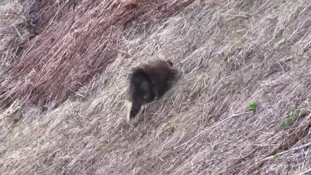 Is This the Cutest Animal Noise - Amazing Wild Creatures