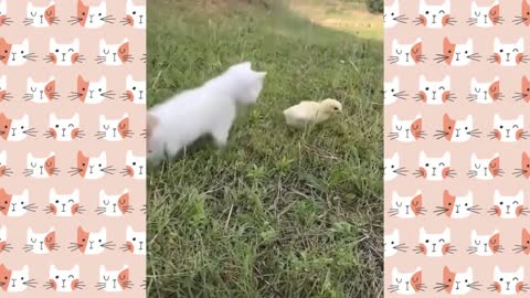 Cute and cuddly cat puppies