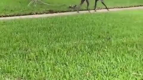 Super Funny Dog Pranks