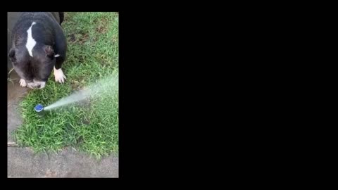 Funny Animals Fails Compilation #dos, Laugh all you want 🤣