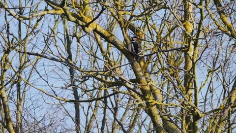 Bird Sounds & Beautiful Music for Relaxing, Stress Relief, sleeping, calming