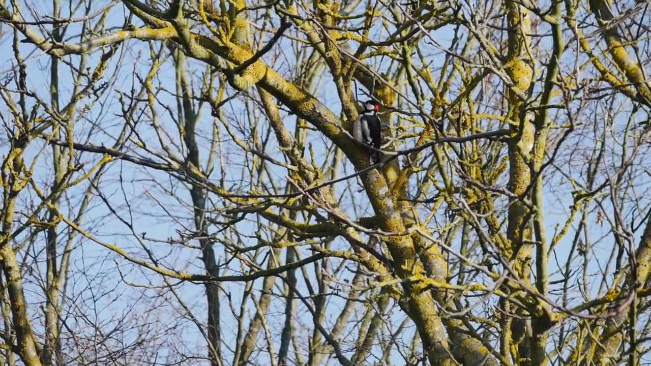 Bird Sounds & Beautiful Music for Relaxing, Stress Relief, sleeping, calming
