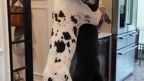 Great Danes go crazy when Dad gets home 💕 😂 🔥 😂 💕 #shorts #crazydogs #cute