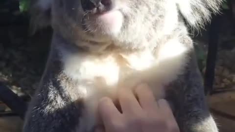 Wolverine taking massage from carer