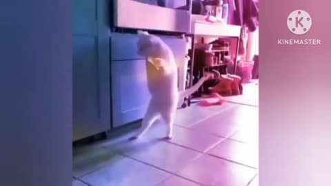 Domestic cats playing with family members