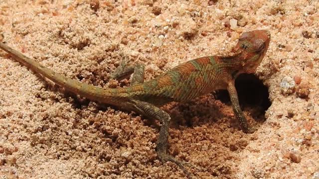 Garden lizard laying eggs (Narrated)