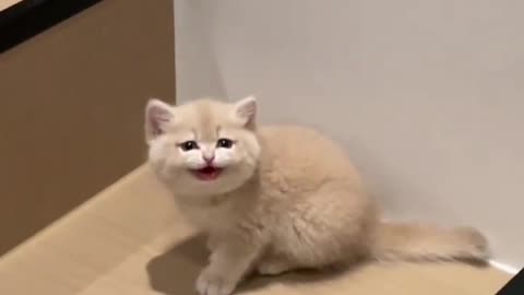 Cat cute video