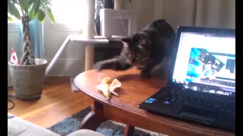 Animals Getting Scared Over Nothing