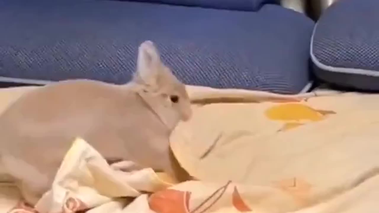 Bunny tucking himself in.. 😊