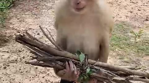 Best Video SokYaa,OG, Pao & Mom Are Famous Around The World