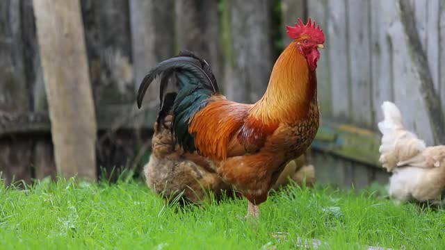 Galo Frango Aldeia Fazenda A Poligamia Dacha