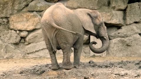 Animal