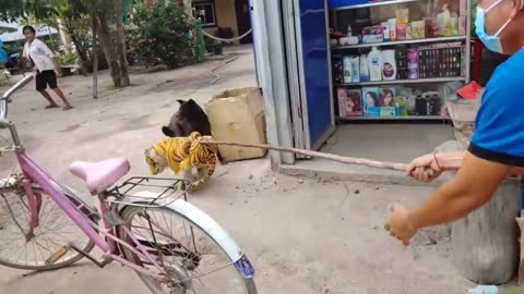 Wow!!! Fake Tiger Prank on Dogs- Run So Funny Try To Stop Laugh Challenge Pranks
