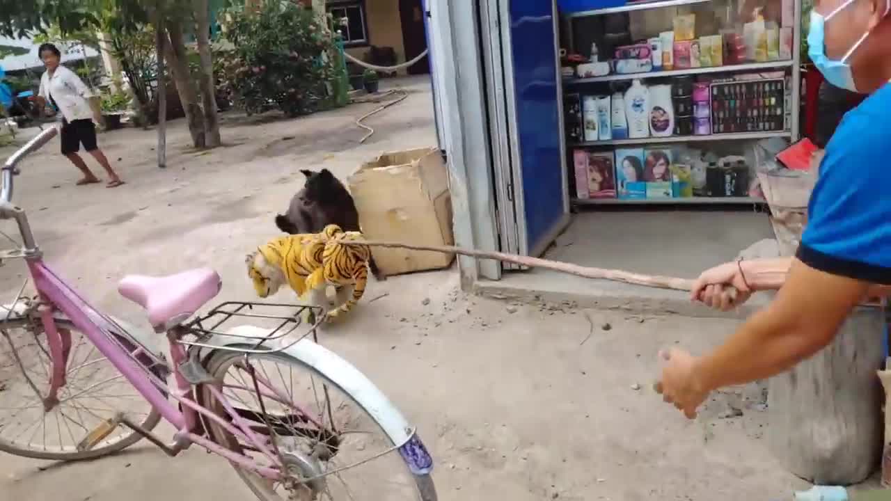 Wow!!! Fake Tiger Prank on Dogs- Run So Funny Try To Stop Laugh Challenge Pranks