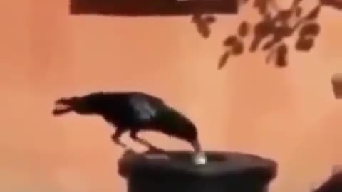 ذكاء الغراب