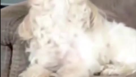 cute dog says I LOVE YOU