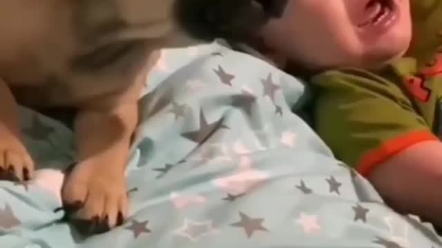 best moment of the dog baby..