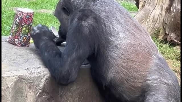 Oh my God, this orangutan is so smart. He's drinking from a cup