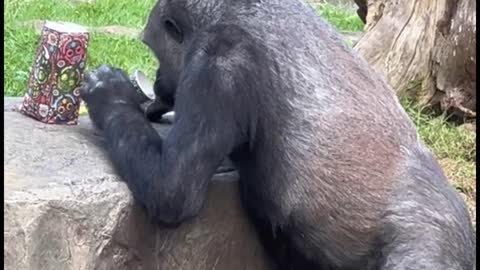 Oh my God, this orangutan is so smart. He's drinking from a cup